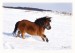 Shetlandský pony 02