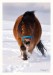 Shetlandský pony 07