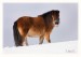 Shetlandský pony 08
