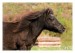 Shetlandský pony Šárka 06